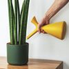 Euphorbia Ingens – Image 2